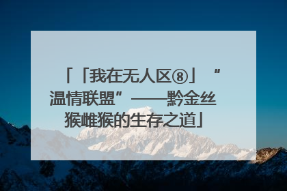 「我在无人区⑧」“温情联盟”——黔金丝猴雌猴的生存之道