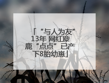 “与人为友”13年 网红麋鹿“点点”已产下8胎幼崽
