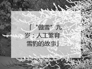 “傲雪”九岁：人工繁育雪豹的故事