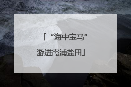 “海中宝马”游进霞浦盐田