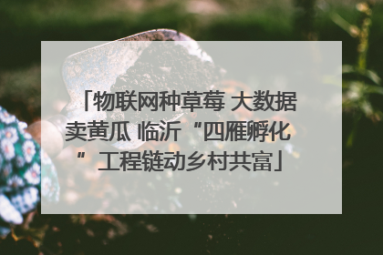 物联网种草莓 大数据卖黄瓜 临沂“四雁孵化”工程链动乡村共富