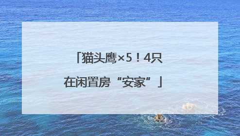 猫头鹰×5！4只在闲置房“安家”