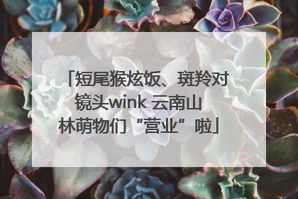 短尾猴炫饭、斑羚对镜头wink 云南山林萌物们“营业”啦