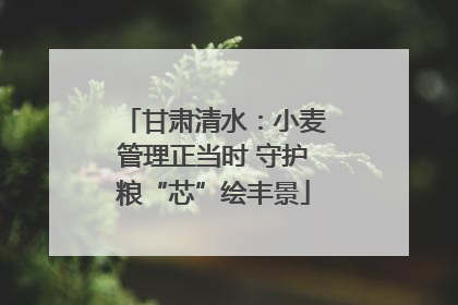 甘肃清水：小麦管理正当时 守护粮“芯”绘丰景