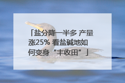盐分降一半多 产量涨25% 看盐碱地如何变身“丰收田”