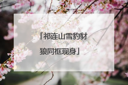 祁连山雪豹豺狼同框现身