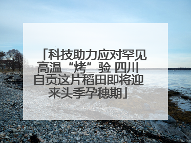 科技助力应对罕见高温“烤”验 四川自贡这片稻田即将迎来头季孕穗期