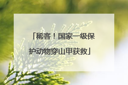 稀客！国家一级保护动物穿山甲获救
