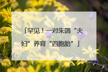 罕见！一对朱鹮“夫妇”养育“四胞胎”