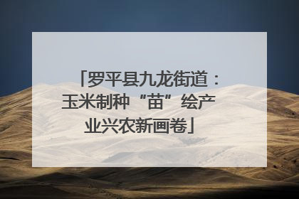 罗平县九龙街道：玉米制种“苗”绘产业兴农新画卷