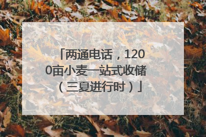 两通电话，1200亩小麦一站式收储（三夏进行时）