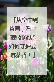 从空中到茶园，看“藏蓝防线”如何守护云雾茶香！