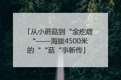 从小蘑菇到“金疙瘩“——海拔4500米的““菇“事新传