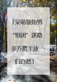 呆萌领角鸮“组团”迷路 多方携手放归自然
