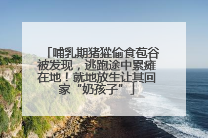 哺乳期猪獾偷食苞谷被发现，逃跑途中累瘫在地！就地放生让其回家“奶孩子”