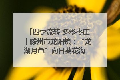 四季流转 多彩枣庄｜滕州市龙阳镇：“龙湖月色”向日葵花海 绘就乡村振兴新画卷