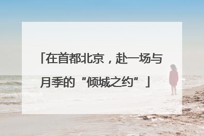 在首都北京，赴一场与月季的“倾城之约”