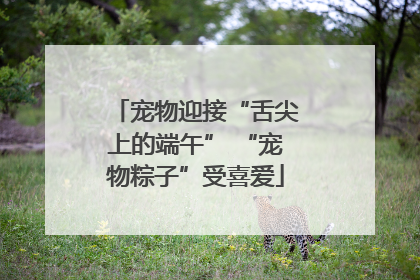 宠物迎接“舌尖上的端午” “宠物粽子”受喜爱
