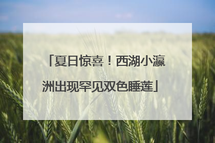 夏日惊喜！西湖小瀛洲出现罕见双色睡莲