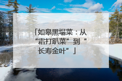 如皋黑塌菜：从“霜打趴菜”到“长寿金叶”