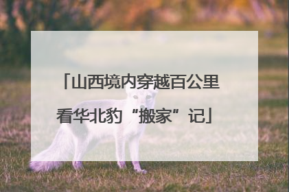 山西境内穿越百公里 看华北豹“搬家”记