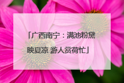广西南宁：满池粉黛映夏凉 游人赏荷忙