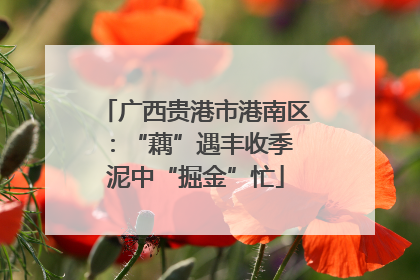 广西贵港市港南区：“藕”遇丰收季 泥中“掘金”忙