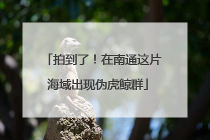 拍到了！在南通这片海域出现伪虎鲸群