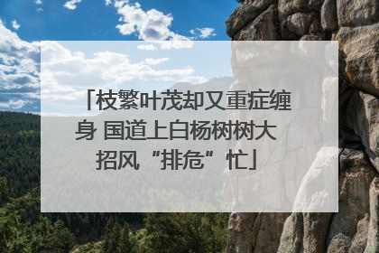 枝繁叶茂却又重症缠身 国道上白杨树树大招风“排危”忙