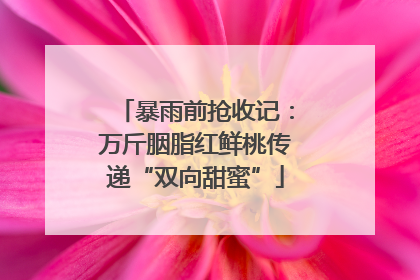 暴雨前抢收记：万斤胭脂红鲜桃传递“双向甜蜜”