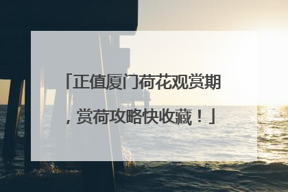 正值厦门荷花观赏期，赏荷攻略快收藏！