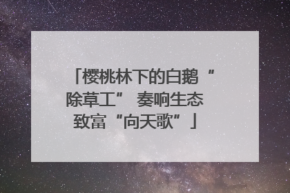 樱桃林下的白鹅“除草工” 奏响生态致富“向天歌”
