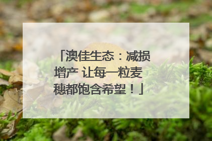 澳佳生态：减损增产 让每一粒麦穗都饱含希望！