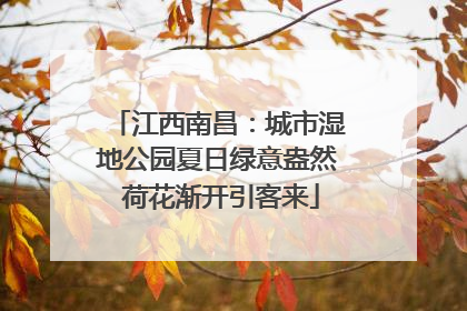 江西南昌：城市湿地公园夏日绿意盎然 荷花渐开引客来