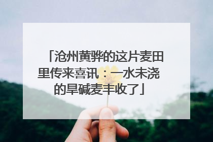 沧州黄骅的这片麦田里传来喜讯：一水未浇的旱碱麦丰收了