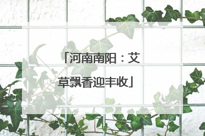 河南南阳：艾草飘香迎丰收