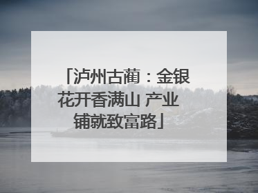 泸州古蔺：金银花开香满山 产业铺就致富路