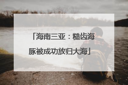 海南三亚：糙齿海豚被成功放归大海