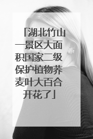湖北竹山一景区大面积国家二级保护植物荞麦叶大百合开花了