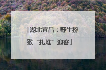 湖北宜昌：野生猕猴“扎堆”迎客
