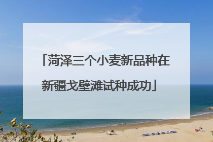 菏泽三个小麦新品种在新疆戈壁滩试种成功