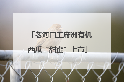 老河口王府洲有机西瓜“甜蜜”上市