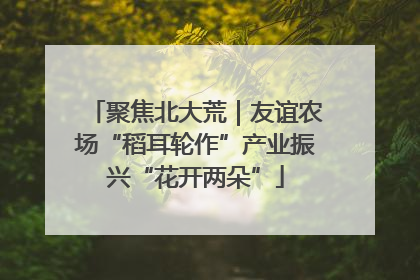 聚焦北大荒｜友谊农场“稻耳轮作”产业振兴“花开两朵”