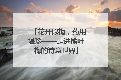 花开似梅，药用堪珍——走进榆叶梅的诗意世界