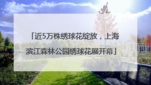 近5万株绣球花绽放，上海滨江森林公园绣球花展开幕