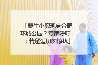 野生小麂现身合肥环城公园？专家呼吁：若邂逅切勿惊扰