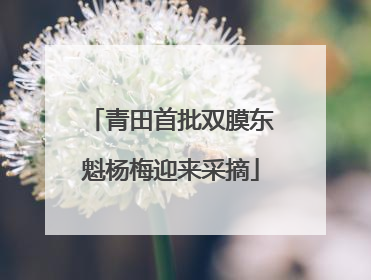 青田首批双膜东魁杨梅迎来采摘