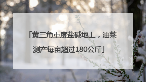 黄三角重度盐碱地上，油菜测产每亩超过180公斤