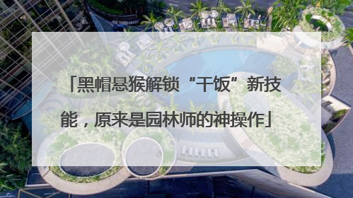 黑帽悬猴解锁“干饭”新技能，原来是园林师的神操作
