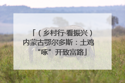 （乡村行·看振兴）内蒙古鄂尔多斯：土鸡“啄”开致富路